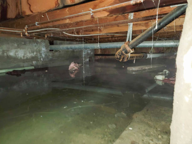 Best Professional water damage repair  in Cementon, PA